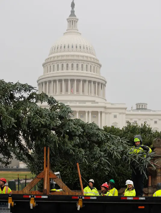 Pekerja memindahkan pohon Natal raksasa setibanya di bagian barat Gedung Capitol AS di Washington, Senin (26/11). Pohon Natal setinggi 24 meter itu diambil dari Hutan Nasional Willamette di Oregon. (AP Photo/Pablo Martinez Monsivais)