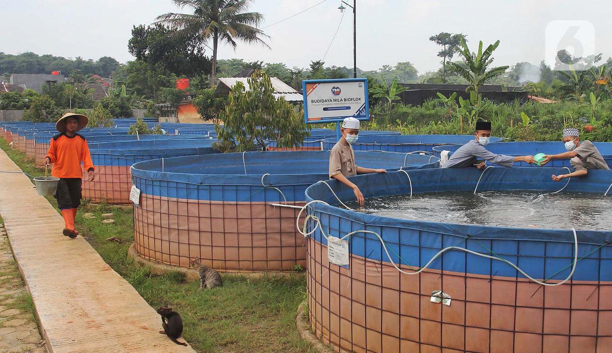 Santri memberi makan ikan mujair nila merah di budidaya ikan Pesantren Ruhama Al Fajar, Citayam, Bogor, Jawa Barat, Selasa (29/6/2021). Tidak hanya dibekali Ilmu Agama, di pesantren ini  santrinya  dibekali suntuk menjadi entrepreneur dalam budidaya ikan nila merah. (merdeka.com/Arie Basuki)