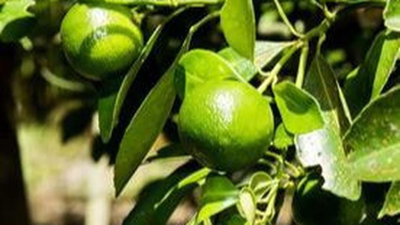 Jeruk Nipis Sebagai Bahan Alami Mengatasi Kerutan