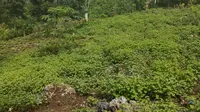 Kebun tanaman Nilam milik warga di Kabupaten Tojo Unauna. Selama Pandemi minyak olahan dari tanaman tersebut menjadi sumber ekonomi baru bagi warga yang selama ini bertumpu pada sektor ekonomi. (Foto: Syamsir).