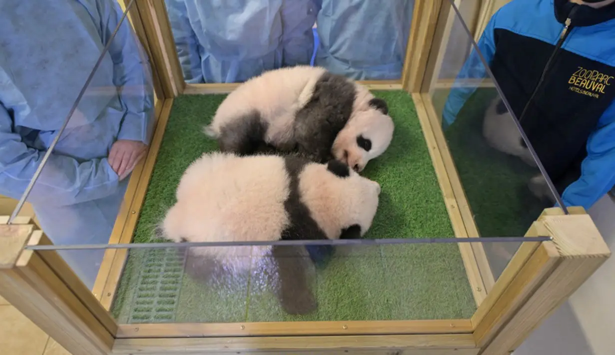 Dua anak panda bernama Fleur de Coton (kanan) dan Petite Neige (kiri) berada di Kebun Binatang Beauval, Saint-Aignan-sur-Cher, Prancis, 18 November 2021. Dua anak panda tersebut memiliki nama China Yuandudu dan Huanlili. (GUILLAUME SOUVANT/AFP)