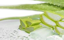 Manfaat Beragam Jenis Lidah Buaya untuk Kesehatan dan Kecantikan, Yuk Simak!