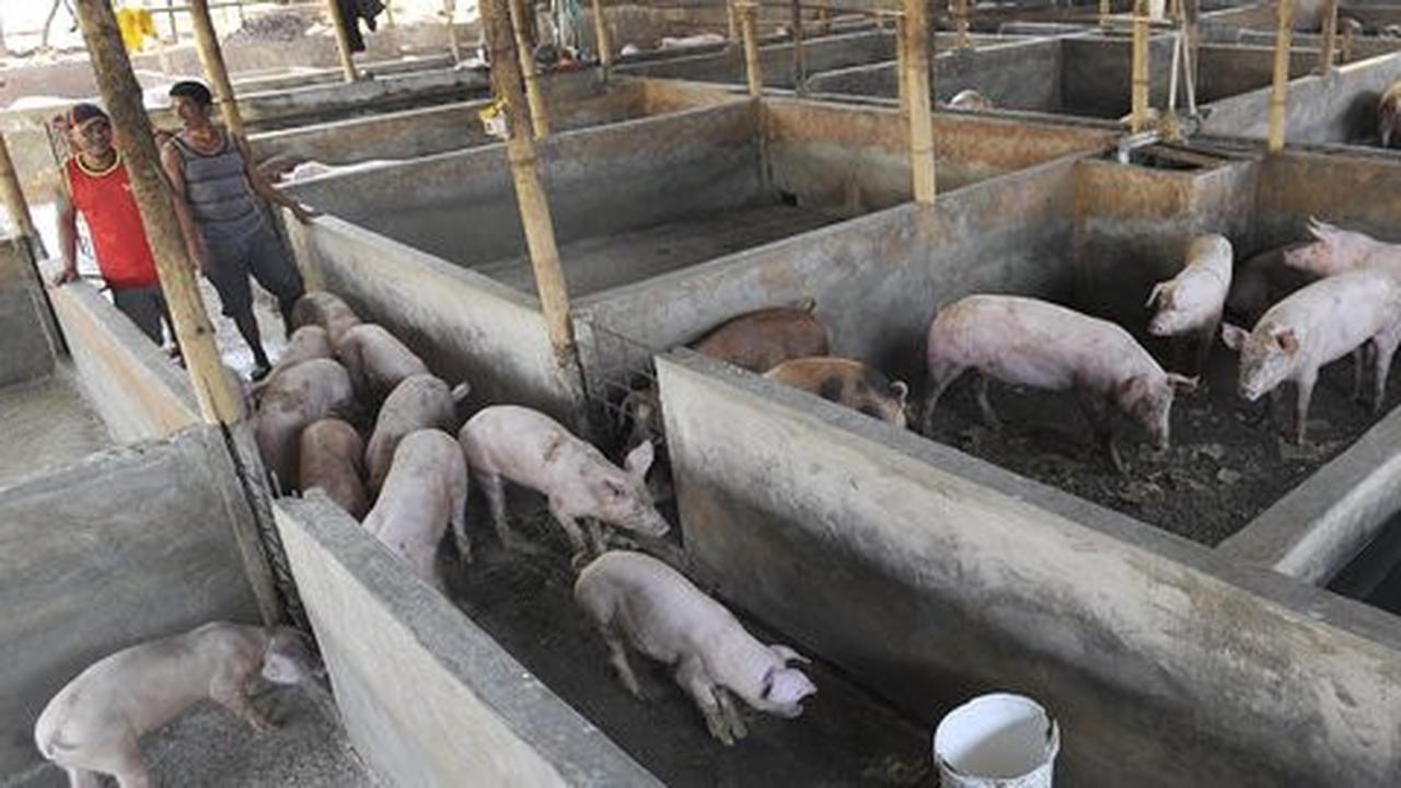 Pemindahan ratusan babi dari bantaran Sungai Cisadane