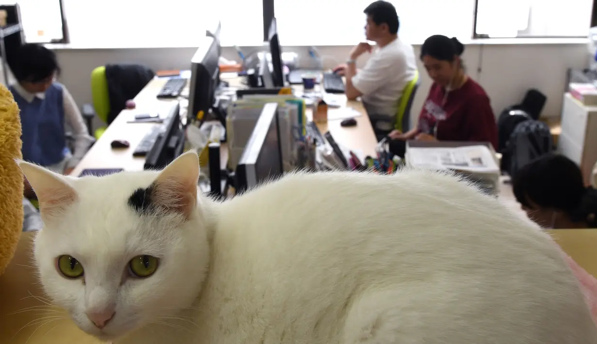 Seekor kucing terlihat di salah satu rak yang berada di sebuah kantor IT di Tokyo, Jepang, 16 Mei 2017. Perusahaan tersebut memiliki ide untuk mengurangi stres para karyawannya dengan membawa hewan peliharaan ke kantor. (YOKO AKIYOSHI/AFPBB NEWS/AFP)