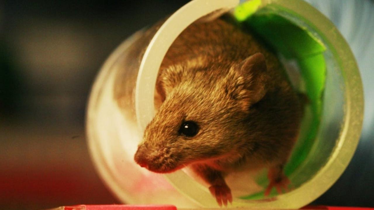 Cara Membasmi Tikus di Rumah Secara Efektif dan Aman