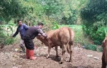 VIDEO: Curhat Sedih Pemilik Turbo, Sapi Kurban Prabowo Berat 1 Ton Mati Mendadak Seharga Rp125 Juta