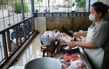 Berkah Dapur MBG, Usaha Ayam Potong di Karanganyar Pasok 2,3 Ton Daging Segar per Hari
