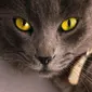 Ilustrasi Cat Eye Syndrome. Foto oleh Mermek AM dari Pexels