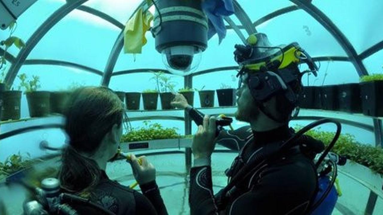 Kreatif, Italia kini punya perkebunan buah dan sayur di dasar laut