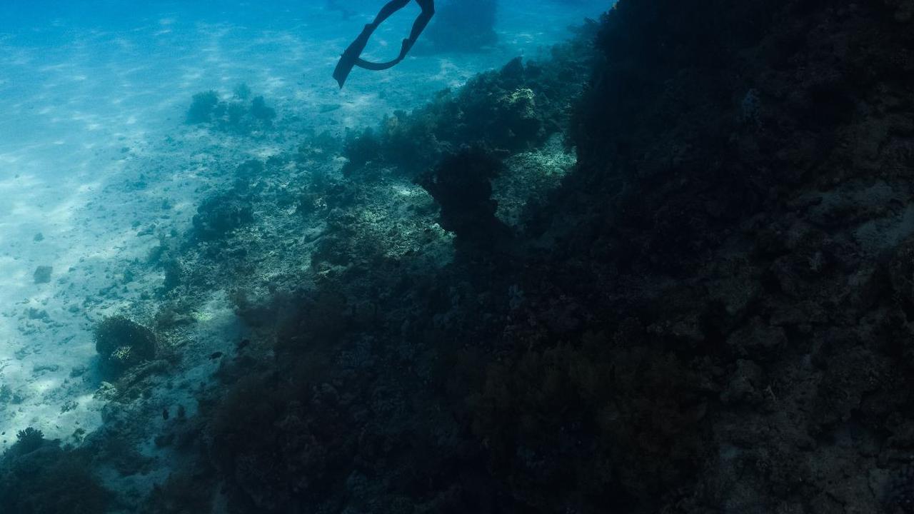Ilmuwan Temukan Spesies Baru Monster Laut dengan 20 Lengan, Begini Bentuknya