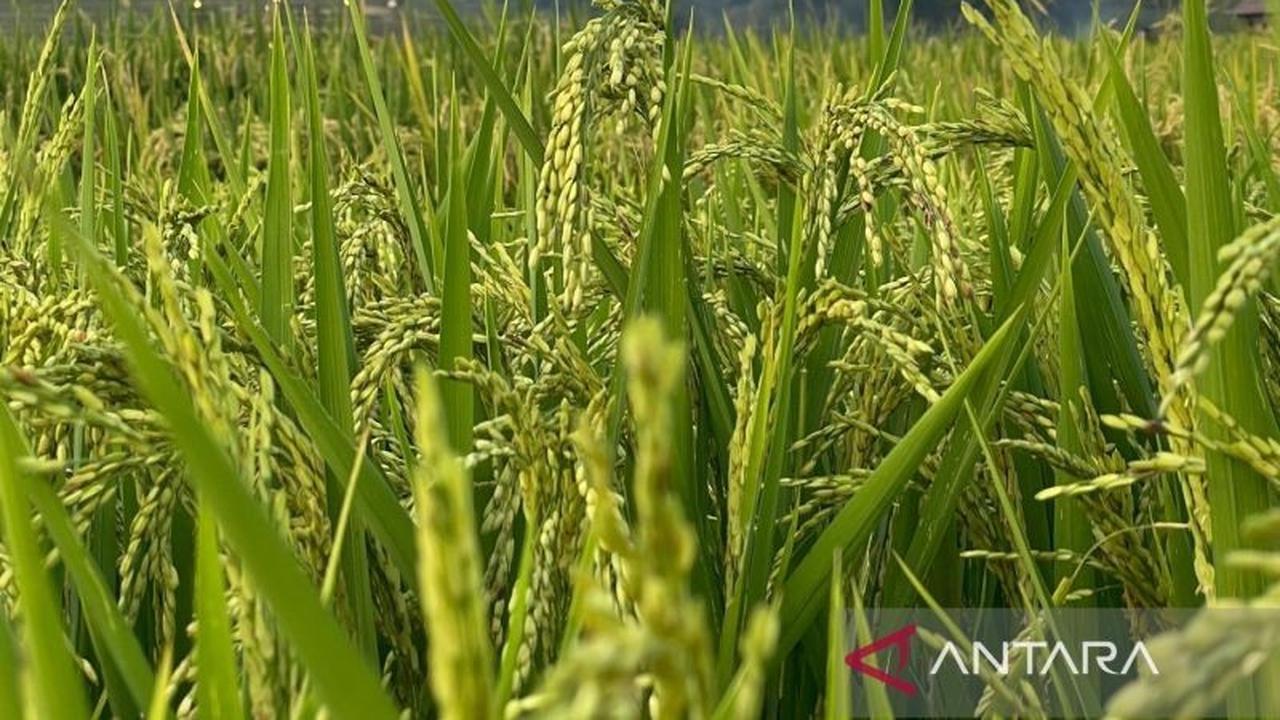 Tahukah Anda? Harga Pupuk Bersubsidi Turun 20 Persen, Petani Majalengka Hemat Biaya Tanam