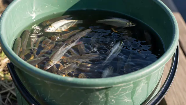 Ikan Rucah Hidup