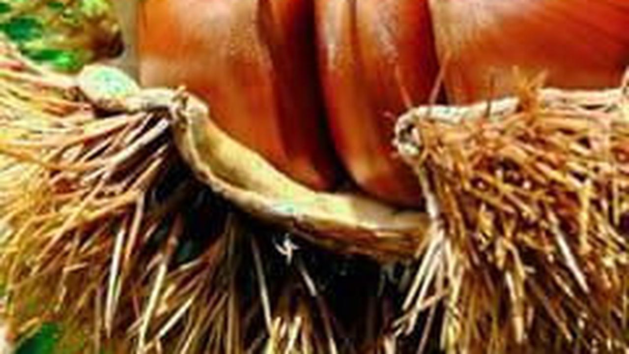 Mengenal Tumbuhan Saninten, Tumbuhan Langka Asal Indonesia yang Dijuluki "Rambutan Hutan"