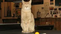 Kucing yang Jadi Walikota Alaska Dianiaya! Tersangkanya: Anjing