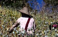 Negara Ini Geser Afghanistan Sebagai Produsen Opium Terbesar di Dunia
