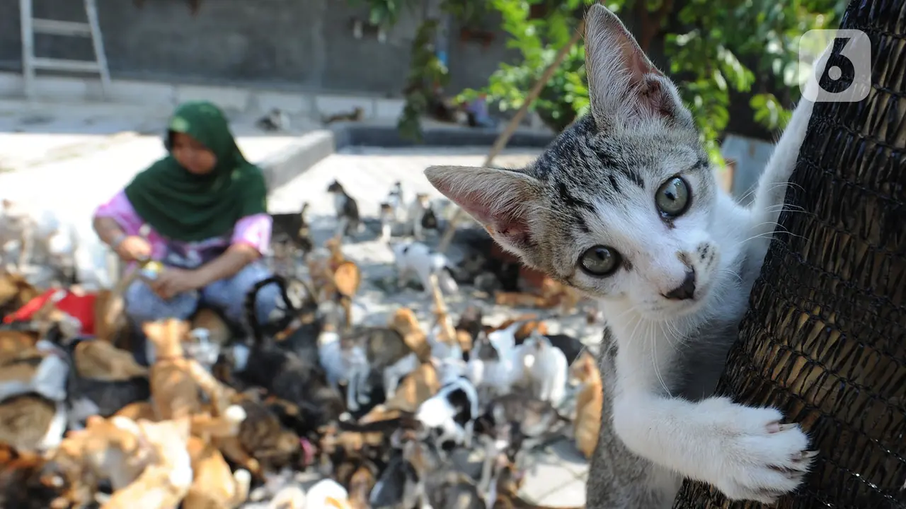 Dita Agusta Hidup Serumah Bersama 250 Kucing