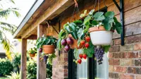 12 Tanaman Buah Merambat yang Bisa Tumbuh Subur di Pot Gantung Kecil, Cocok untuk Rumah Minimalis