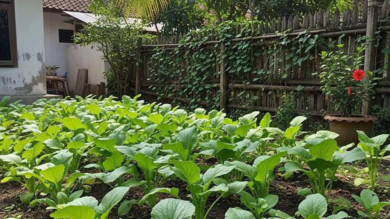 Kesalahan Ibu Rumah Tangga Saat Menanam Sayur di Pekarangan yang Sering Membuat Gagal Panen