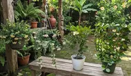 Cara Memilih Jenis Hoya yang Tepat, dari Bentuk Tumbuh hingga Kebutuhan Cahaya Rumah