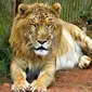 Spesies Liger dan Tigon lahir secara alami dari perkawinan silang antara Singa dan Harimau (Sumber foto: Inform.kz)