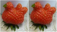 Buah Stroberi Unik Mirip Anak Ayam