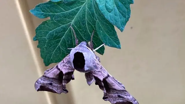 fenomena unik alam