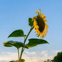 Bunga matahari jadi inspirasi lahirnya teknologi pencahayaan terbaru dari Signify, Interlaced Optics. (Foto: unsplash.com)