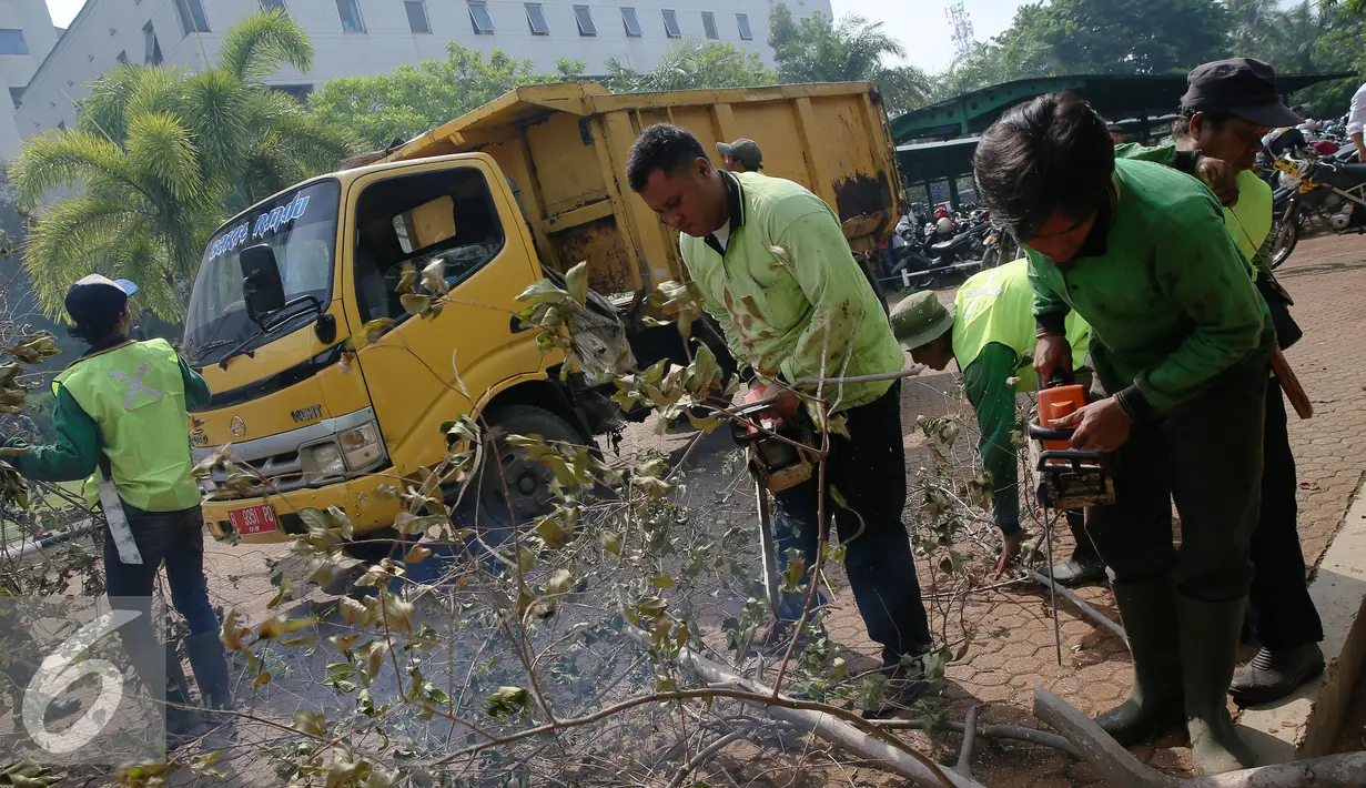Petugas Dinas Pertamanan memotong pohon tumbang saat simulasi di Jakarta, Kamis (10/12). Guna mengantisipasi banjir khususnya pada musim penghujan dan air pasang, berbagai persiapan dilakukan Pemkot Jakarta Utara. (Liputan6.com/Faizal Fanani)