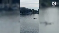 Lima kawanan paus pembunuh berenang mendekati kapal di Pelabuhan Victoria.