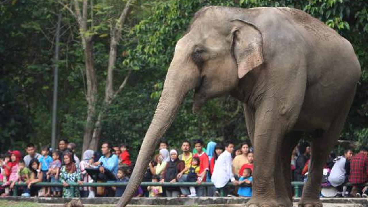 KTP DKI, Gratis masuk Ragunan 