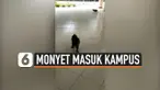 THUMBNAIL MONYET