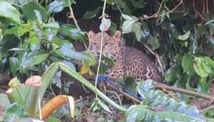 Tangkapan layar macan tutul terjerat di kawasan Gunung Mas Puncak, Kampung Batik, Desa Tugu Selatan, Kecamatan Cisarua, Bogor. (Dok. Istimewa)