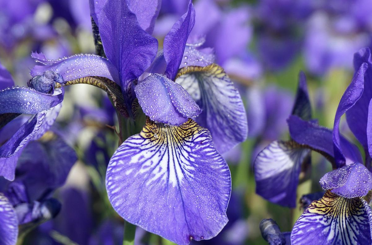 Bunga yang Hidup di Air Seperti Bunga Iris Ungu.