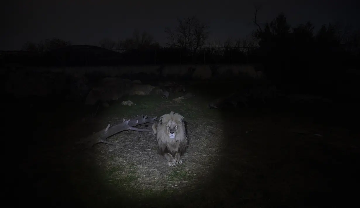 Seekor singa Angola melihat dari kandangnya di Attica Zoological Park di Spata, dekat Athena, pada 21 Januari 2021. Dengan tidak adanya pengunjung atau bantuan pemerintah, satu-satunya kebun binatang Yunani menghadapi tagihan besar untuk kebutuhan 2.000 satwa penghuni. (AP Photo/Petros Giannakouris)