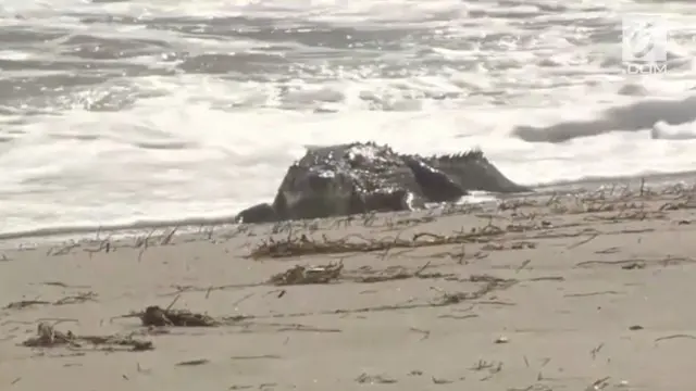 Pantai Florida AS heboh dengan kemunculan seekor buaya.