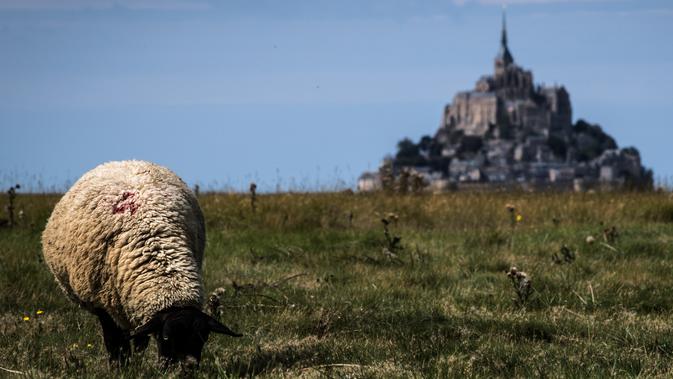 Seekor domba memakan rumput di ladang di depan Mont-Saint-Michel di Normandia, Prancis barat laut (31/8/2019). Mont Saint Michel memiliki keliling sekitar 960 meter dengan ketinggian 92 meter dari permukaan laut. (AFP Photo/Joel Saget)