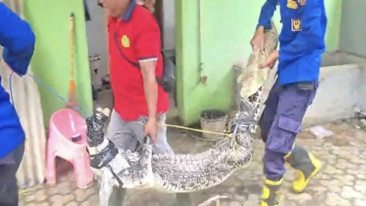 Evakuasi Buaya Lampung Selatan: Damkarmat Selamatkan Reptil Peliharaan Warga di Natar