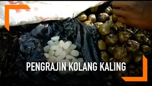 VIDEO: Mencari Kolang Kaling Hingga ke Hutan