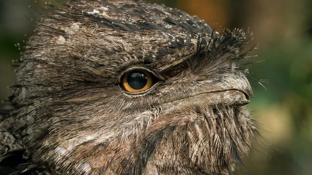 Burung Paruh Kodok