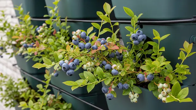 Blueberry, Tanaman Buah yang Cocok untuk Sistem Vertikal/Gemini AI