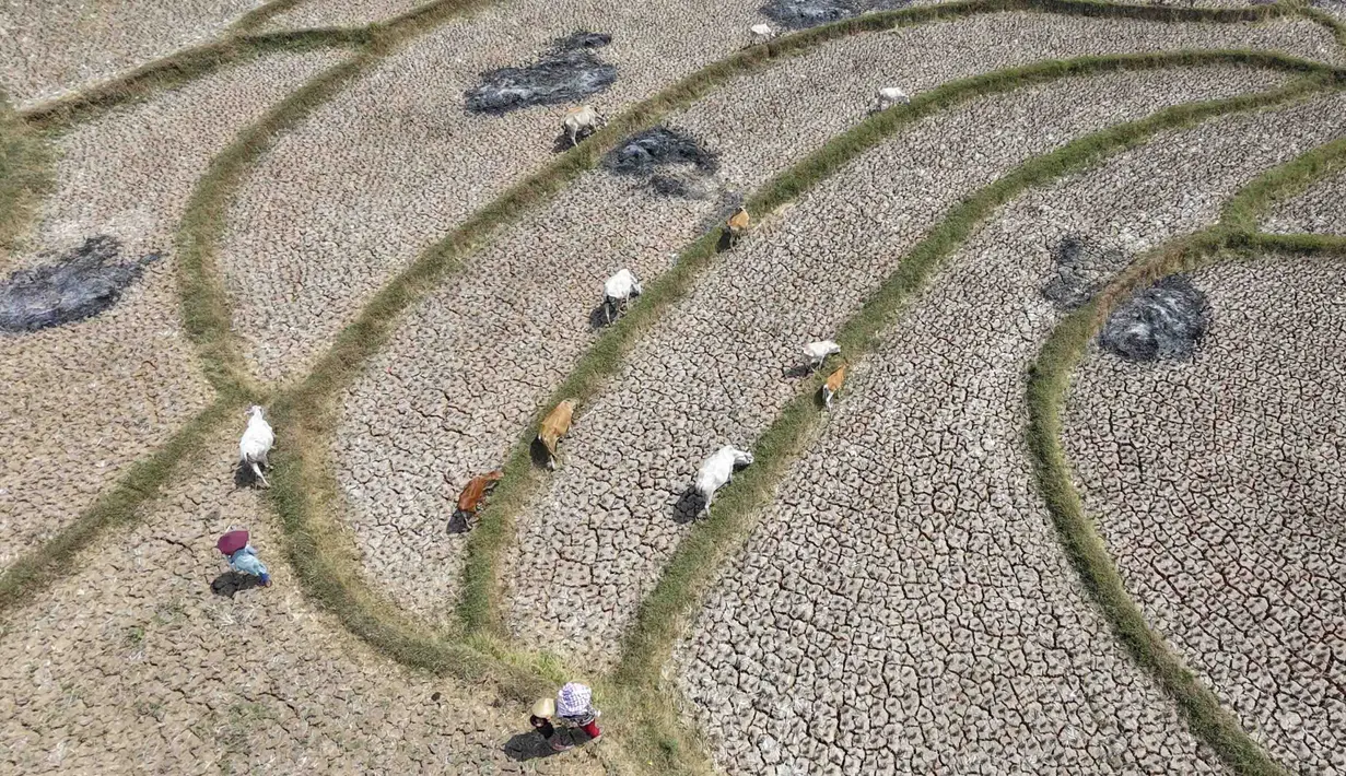 Warga menggembala hewan ternaknya pada sawah yang retak akibat kekeringan di kawasan Weninggalih, Jonggol, Jawa Barat, Selasa, 25 Agustus 2026. (KLY/ Arie Basuki)