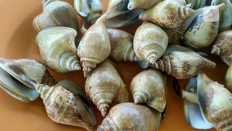 Siput Laut