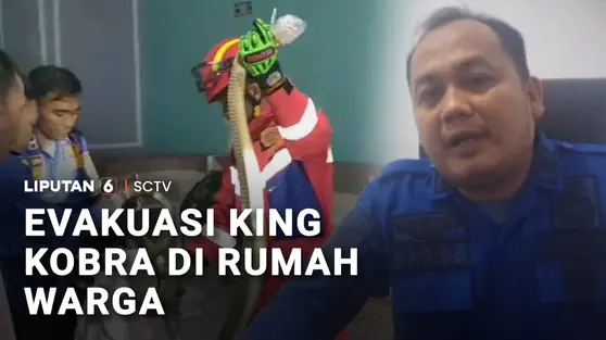 Detik-Detik Evakuasi King Kobra 3 Meter yang Masuk ke Ruang Tamu Warga