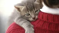 Potret Kucing Tak Ingin Tinggalkan Temannya yang Mati Ini Bikin Haru
