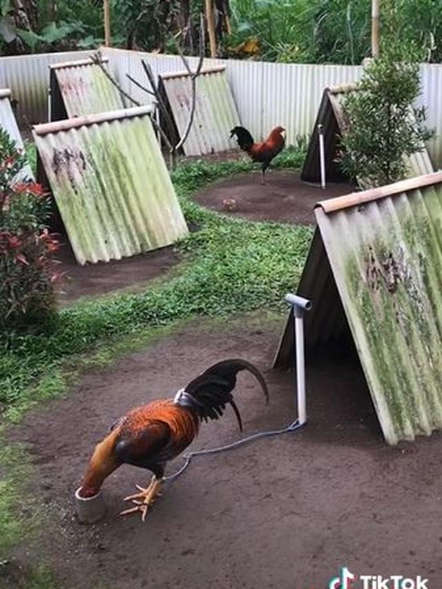 Viral Kandang Ayam Didesain Bak Perumahan, Punya Halaman yang Bersih