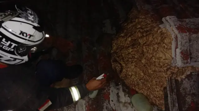 Sepanjang 2019, Ratusan Sarang Tawon Dievakuasi Damkar Kabupaten Bandung