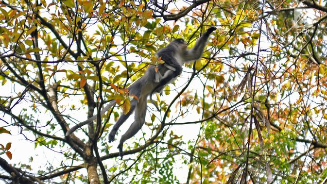 Induk monyet Surili menggendong anaknya saat mencari makan di pepohonan Taman Nasional Gunung Halimun Salak (TNGHS), Jawa Barat, Sabtu (5/1). Pada 2004, IUCN menetapkan primata pemakan segala itu terancam punah (endangered). (Merdeka.com/Iqbal Nugroho)