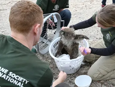 Humane Society International Crisis Response Specialist Kelly Donithan (kanan) memeriksa koala yang terluka di Pulau Kanguru, Australia, 15 Januari 2020. Kebakaran hutan besar-besaran di Australia menyebabkan sejumlah besar koala mati dan banyak lainnya yang terluka. (PETER PARKS/AFP)