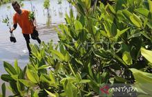 Trivia Mangrove: Sumsel Punya 28% Hutan Mangrove Sumatera, Pemprov Berdayakan KKMD untuk Pelestarian Mangrove Sumsel