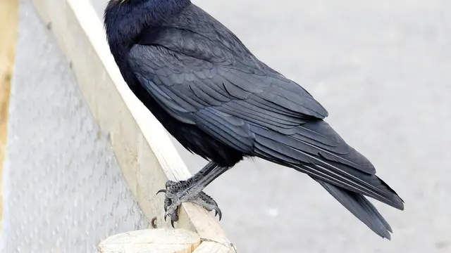 Burung terpintar